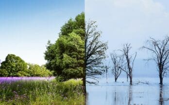 Kino a zmiany klimatyczne: Jak filmy mogą inspirować do działań na rzecz ochrony środowiska? - 8 2024